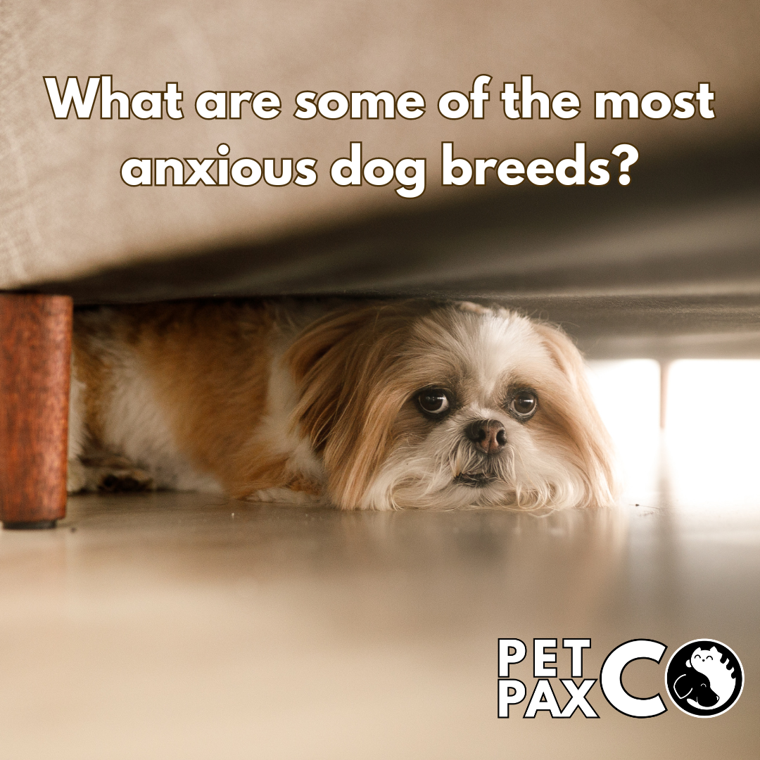 High anxiety deals dog breeds