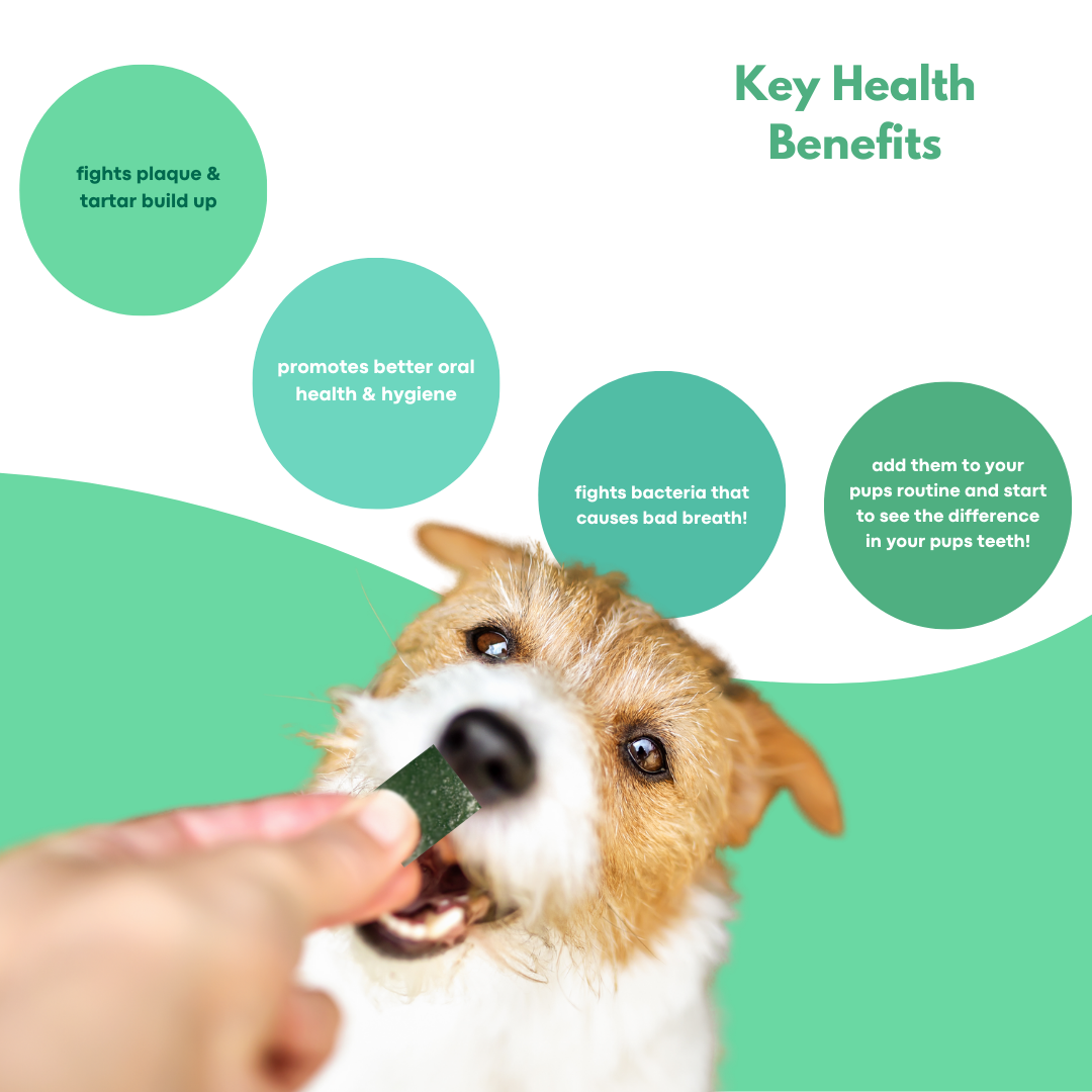 DentalMelts: 5 in 1 breath freshening strips for dogs
