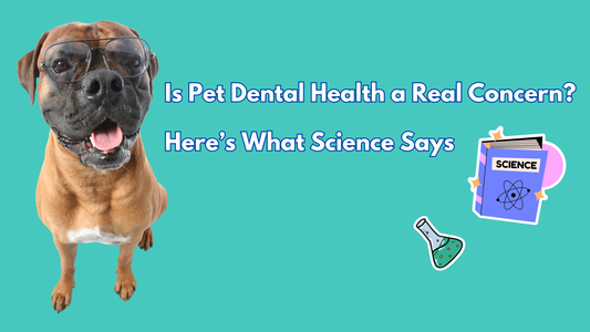 Pet Dental Health: A Real Concern?