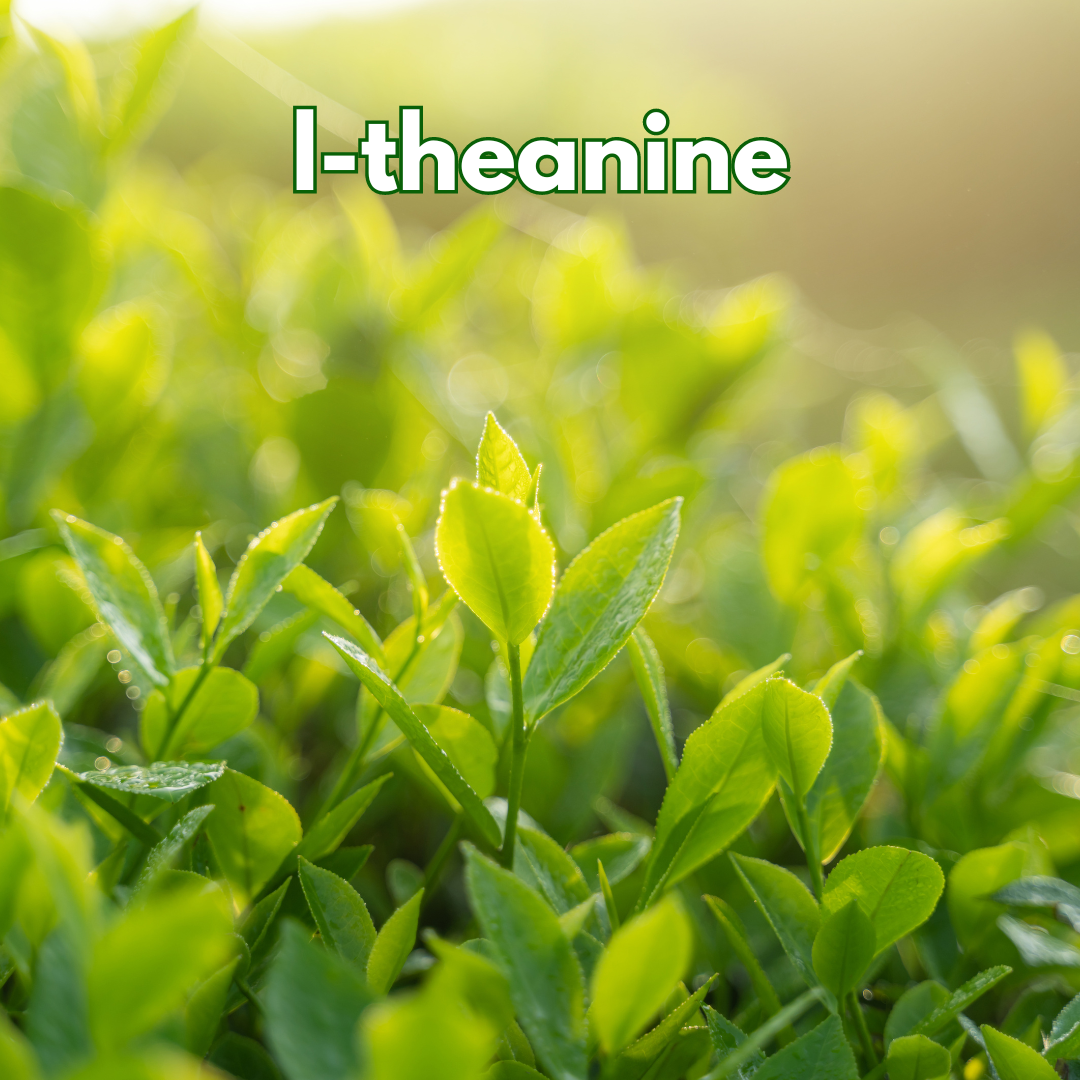 The Historical Roots of L-Theanine & Its Soothing Effect on Canine Anxiety in ZenMelts
