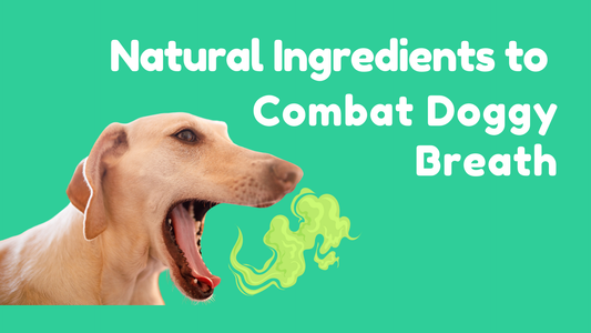 Natural Ingredients to Combat Bad Doggy Breath