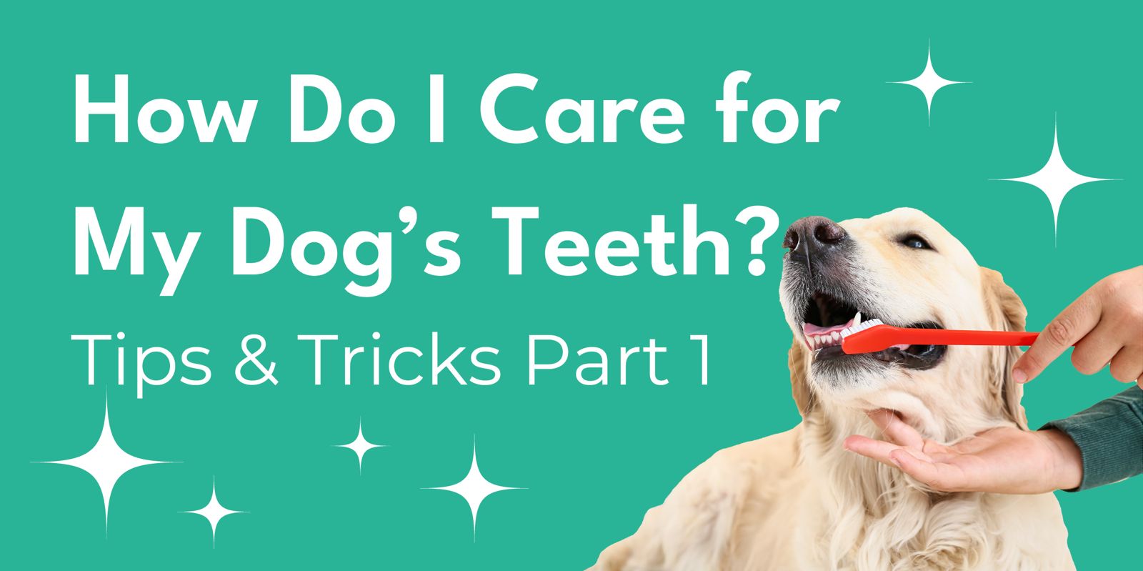 How Do I Care for My Dog's Teeth?