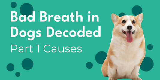 Bad Breath in Dogs Decoded: Causes