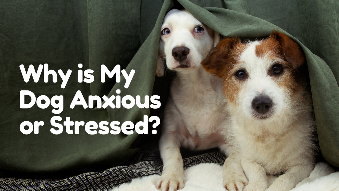 Why is My Dog Anxious or Stressed?