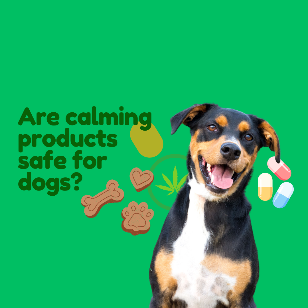 Are Calming Products Safe for Dogs?