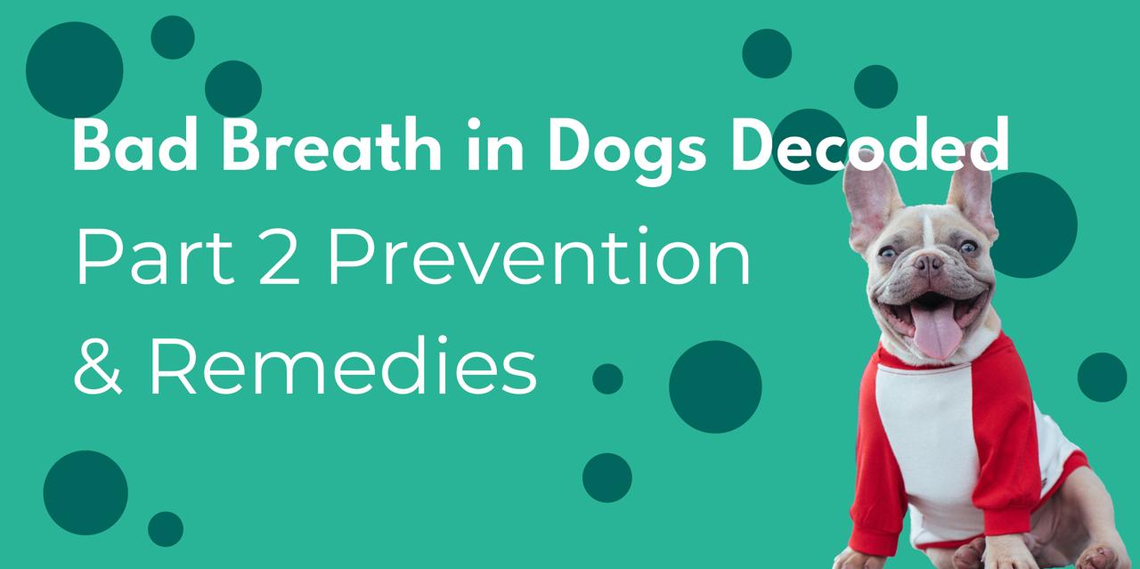 Bad Breath in Dogs Decoded: Prevention and Remedies