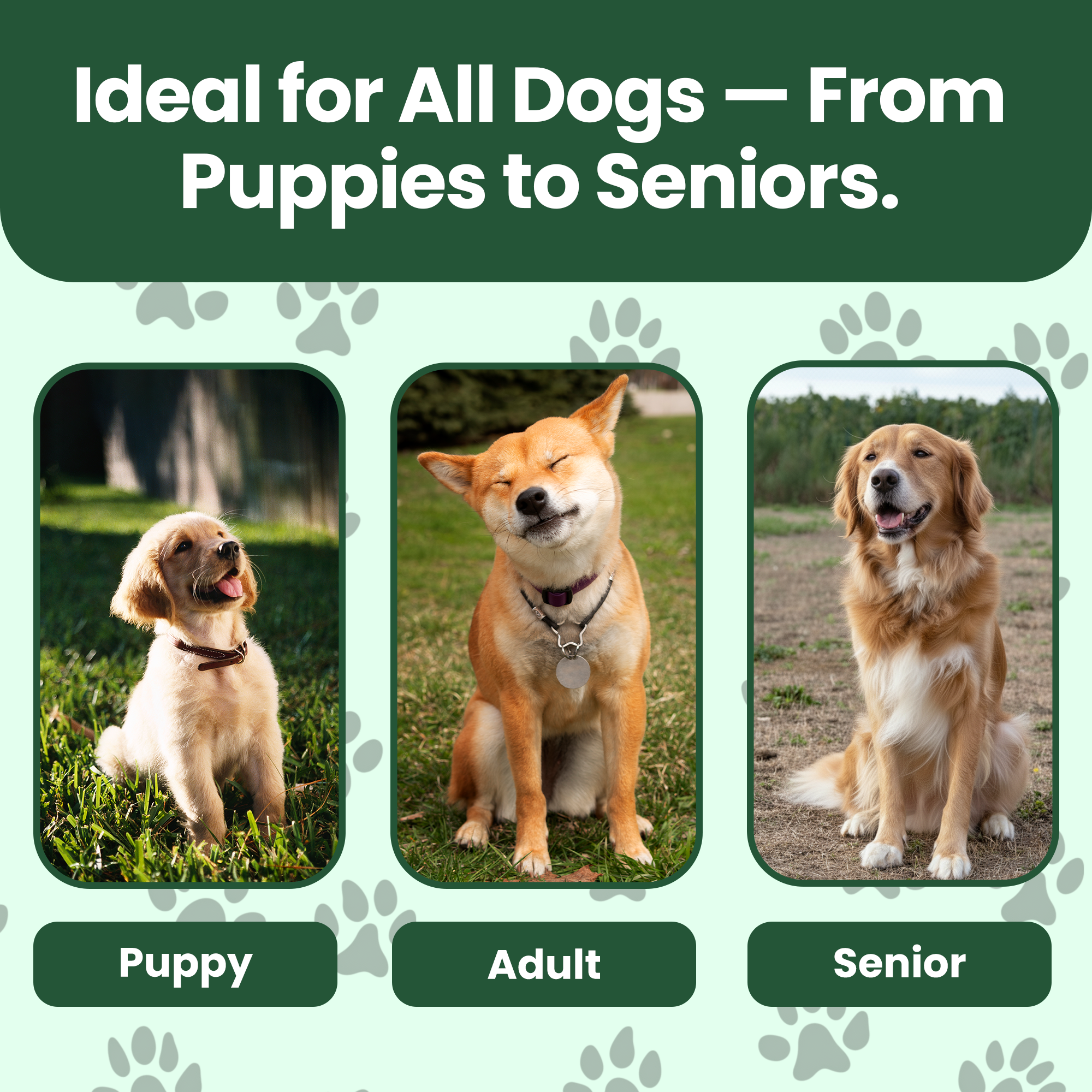 DentalMelts: 5 in 1 breath freshening strips for dogs