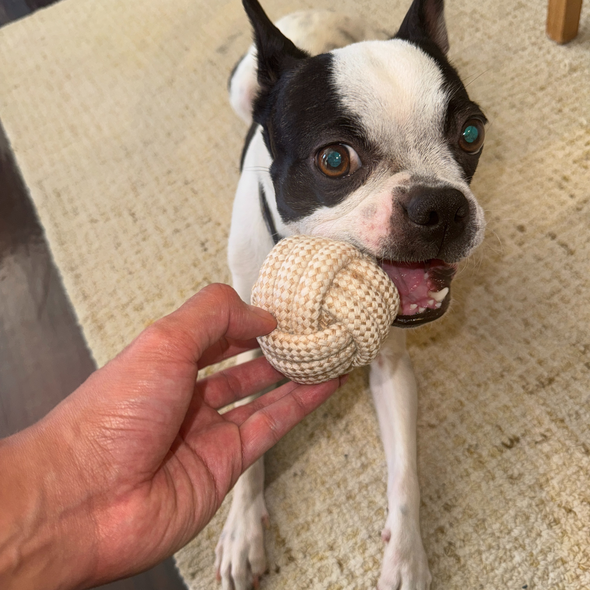 100% Natural Cotton Rope Dog Toys – Safe, Simple, and Non-Toxic Fun (4 styles)