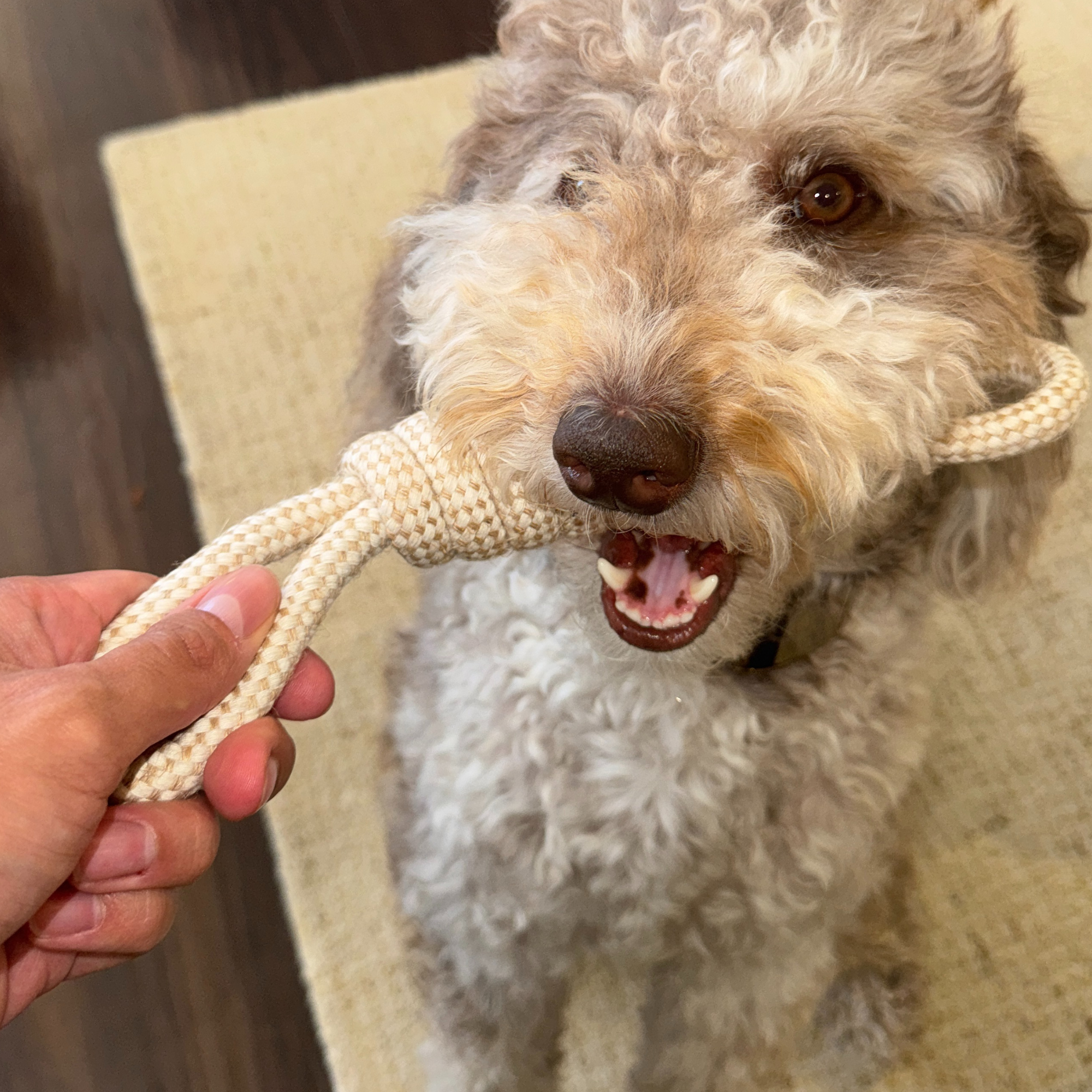 100% Natural Cotton Rope Dog Toys – Safe, Simple, and Non-Toxic Fun (4 styles)