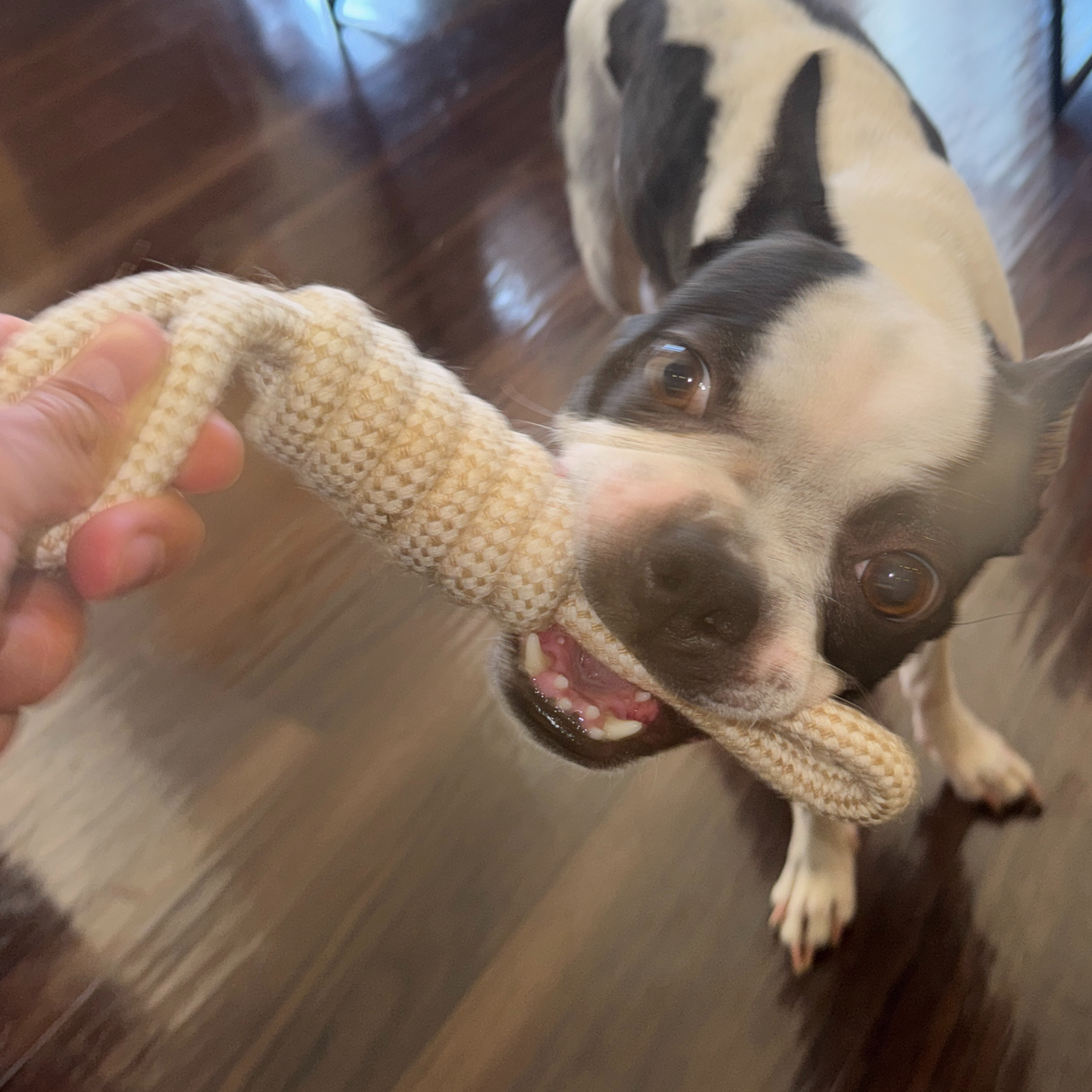 100% Natural Cotton Rope Dog Toys – Safe, Simple, and Non-Toxic Fun (4 styles)