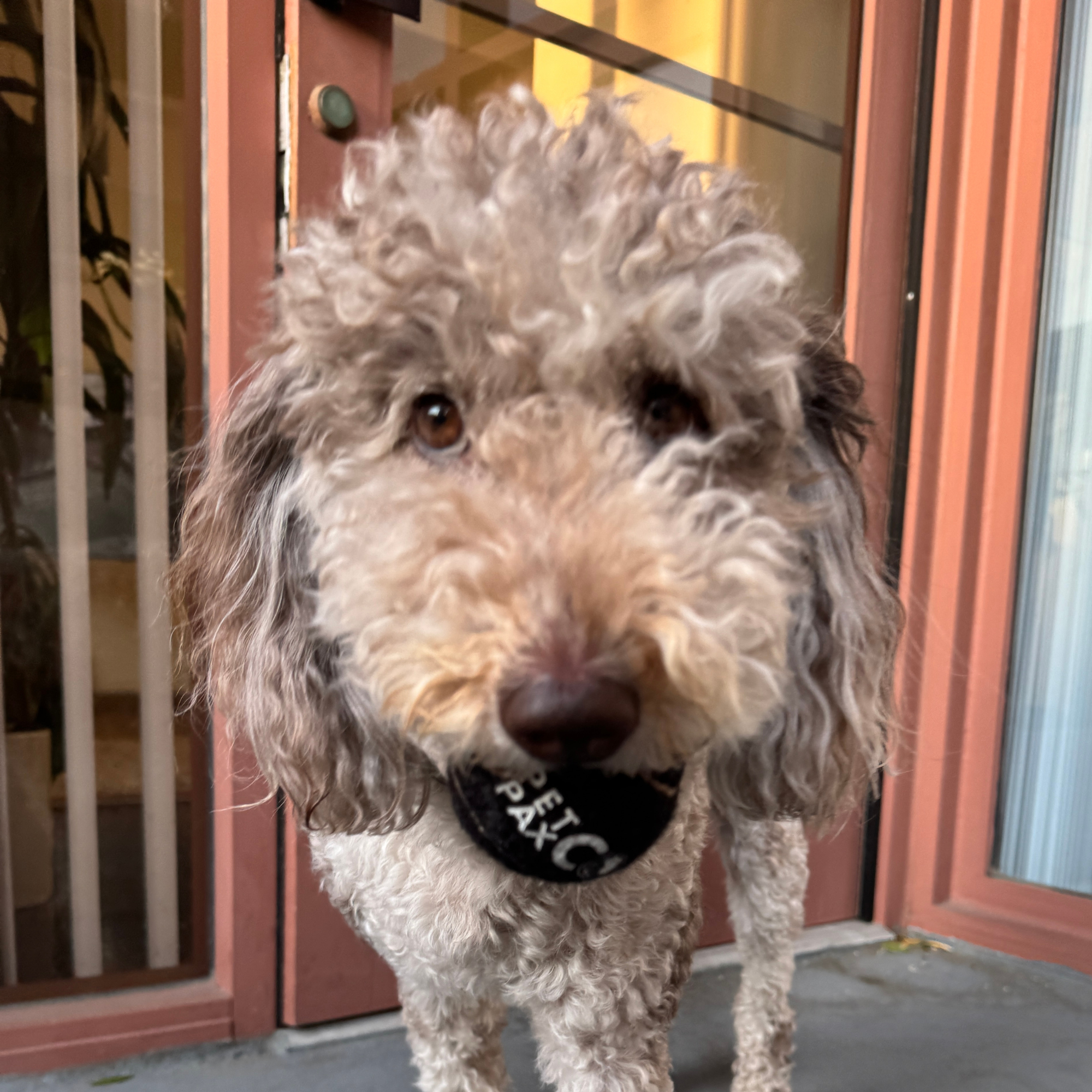 PetPax Co. Black Tennis Ball for Dogs – Durable Rubber Squeaky Ball for Fetch, Training & Play