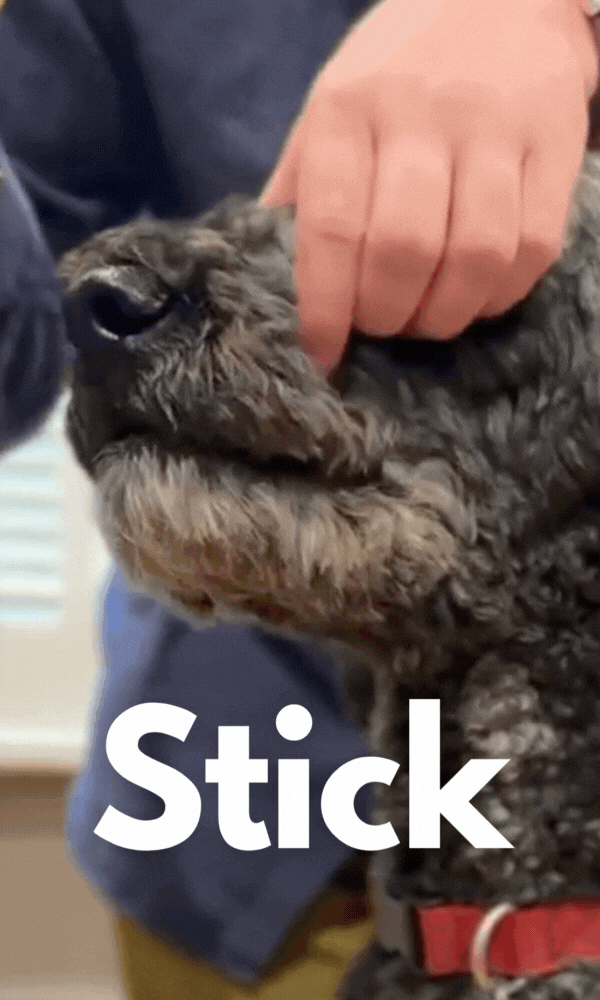 DentalMelts: 5 in 1 breath freshening strips for dogs